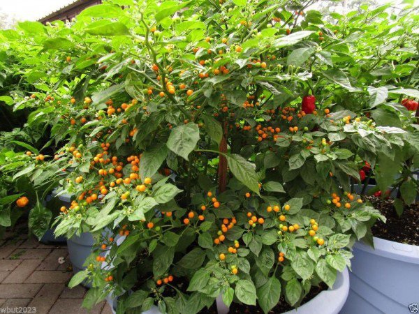 Chậu cây giống ớt Peru Aji Charapita