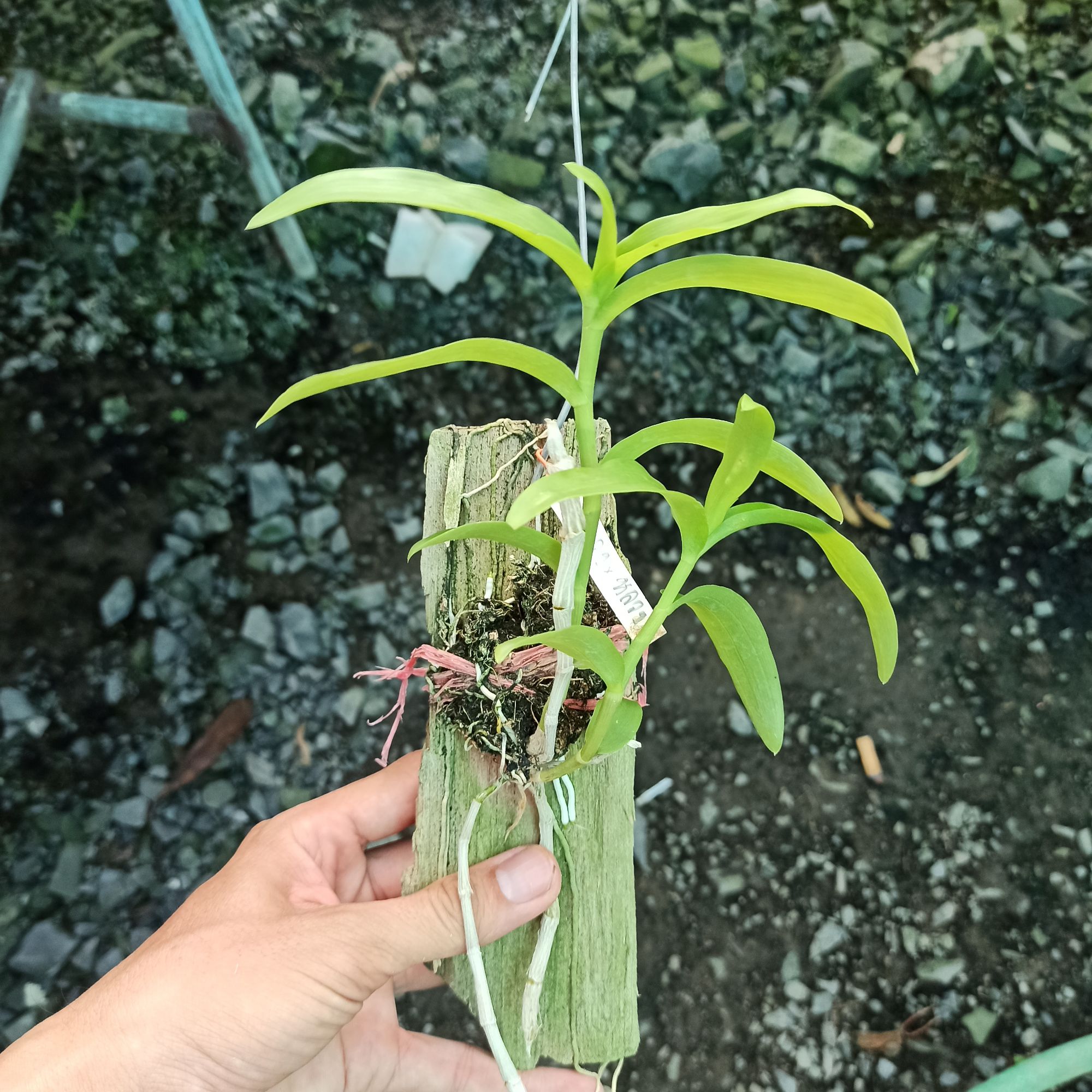 Giả Hạc 5CT Tình Duyên