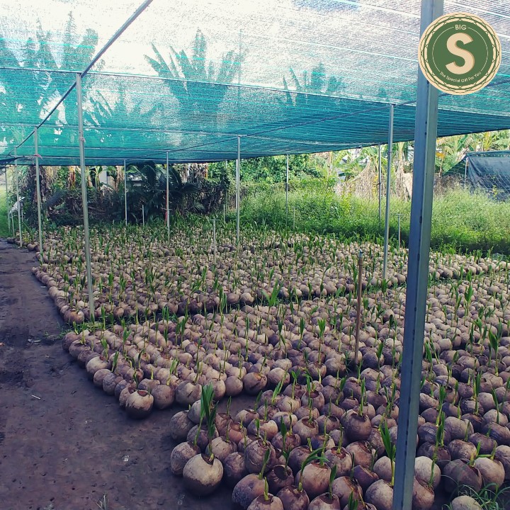 Dừa Dứa Giống Siêu Thơm