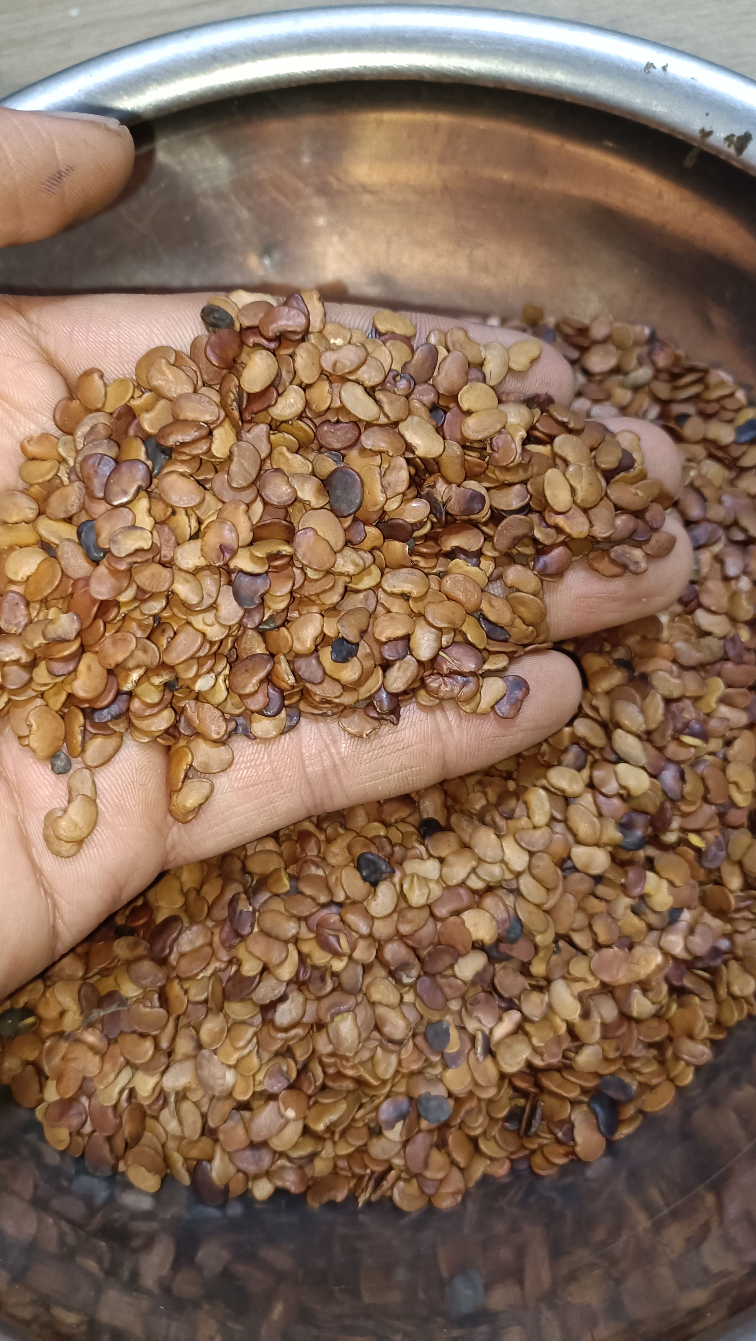 50gram hạt giống Trắc Đỏ