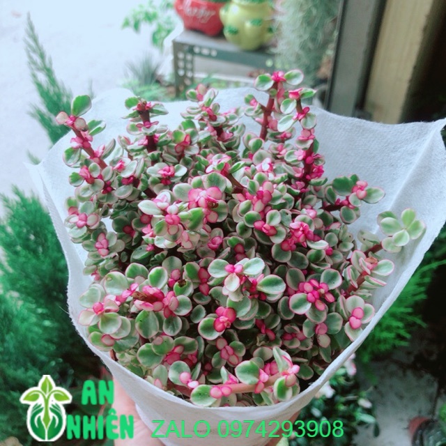 Cây cành vàng lá ngọc size lớn