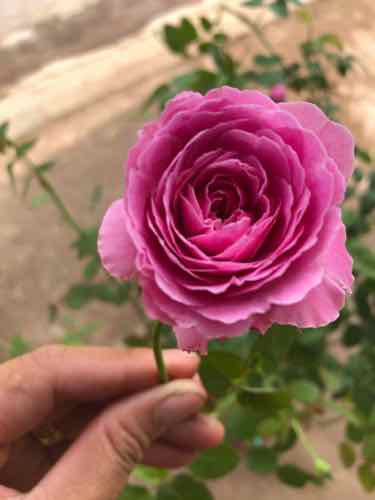 Hoa hồng For your home