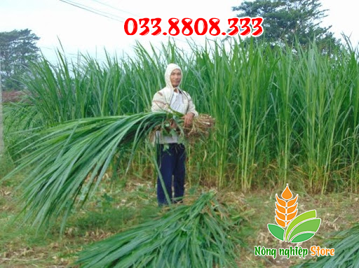 Hạt Giống Cỏ Voi - Gói 1 KG [Cỏ Chăn Nuôi]