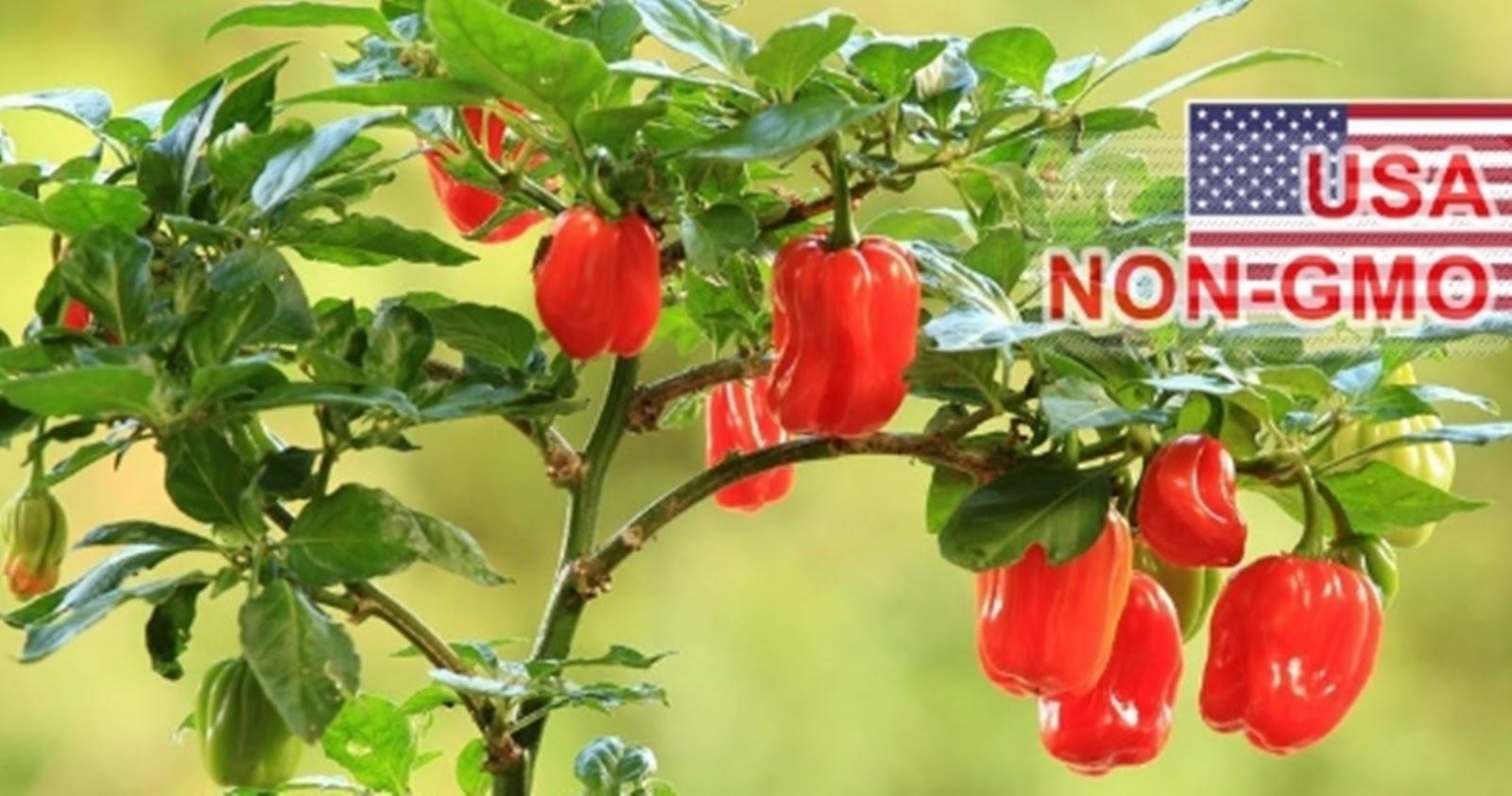 Hạt Giống Ớt Siêu Cay Caribbean - Scotch Bonnet (Capsicum chinense)