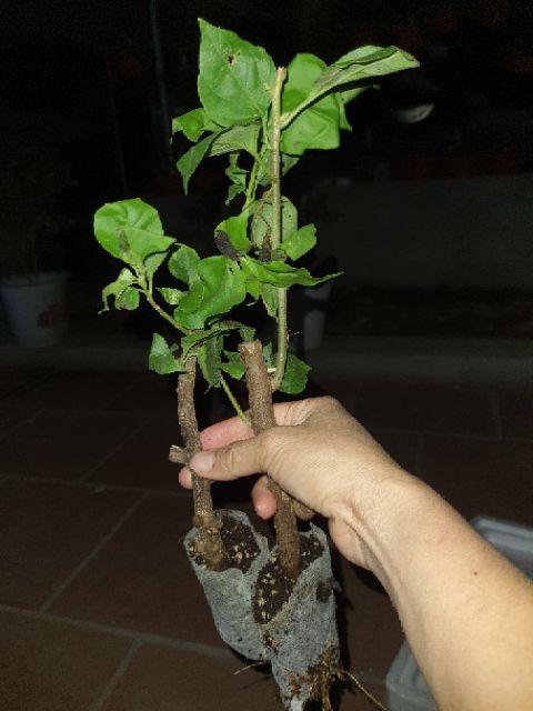 Cây giống hoa giấy nhiều màu