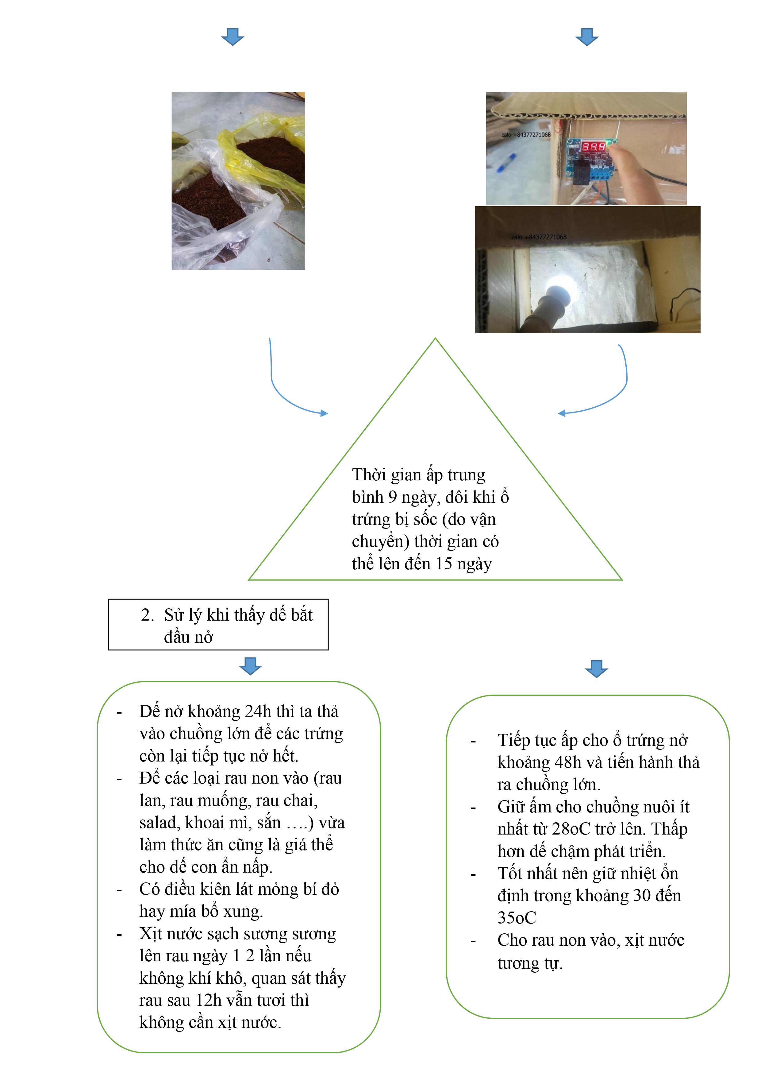 ổ trứng dế mèn thái - đạt 8kg thành phẩm