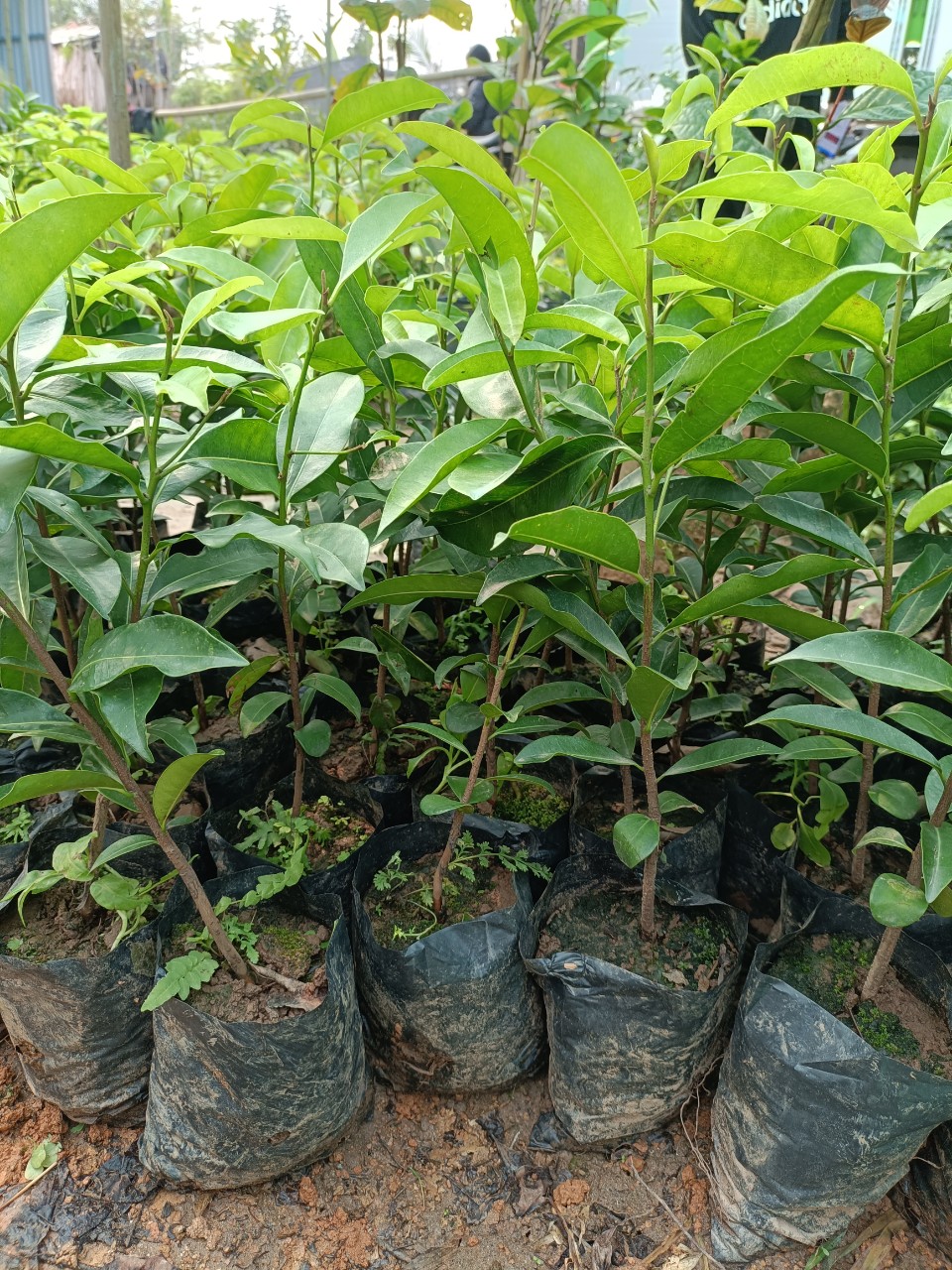 Cây giống sến xanh