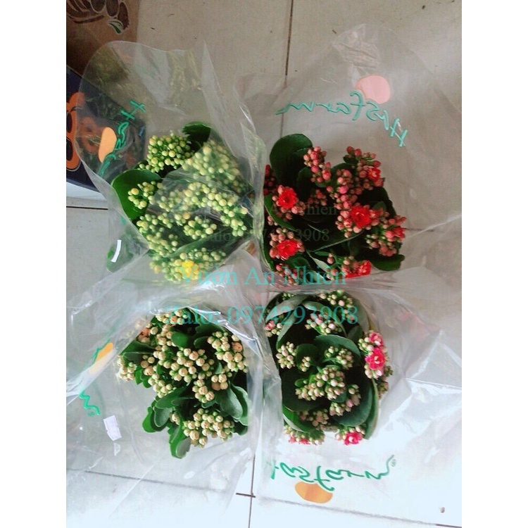 Cây sống đời thái