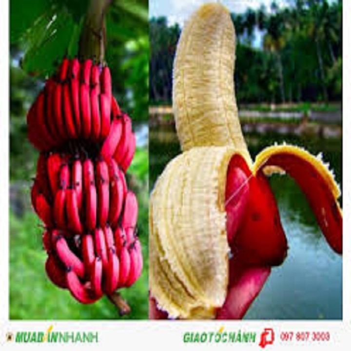 CÂY GIỐNG CHUỐI TÂY ĐỎ DACCA