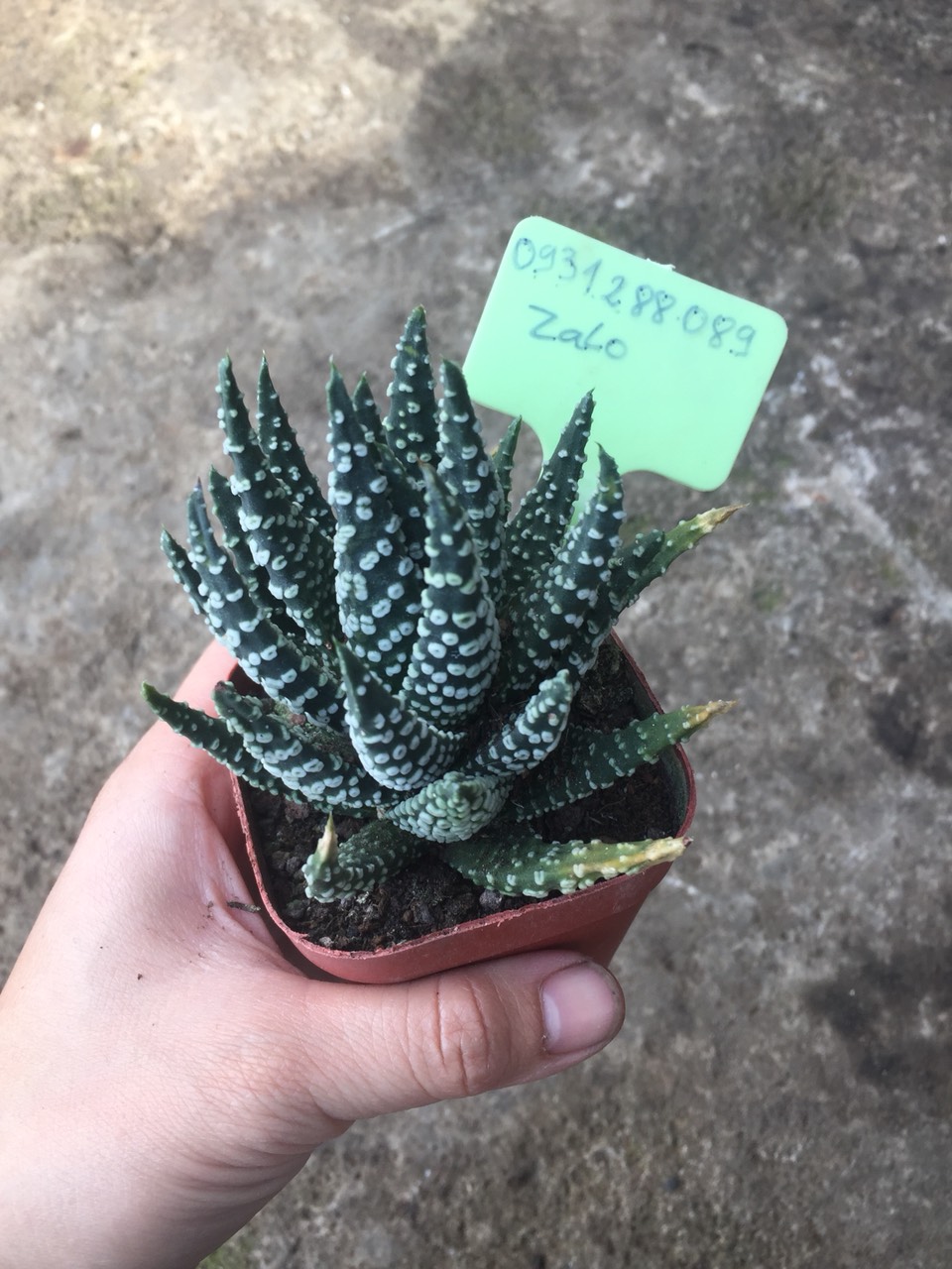 cây hawothia vân trắng tròn