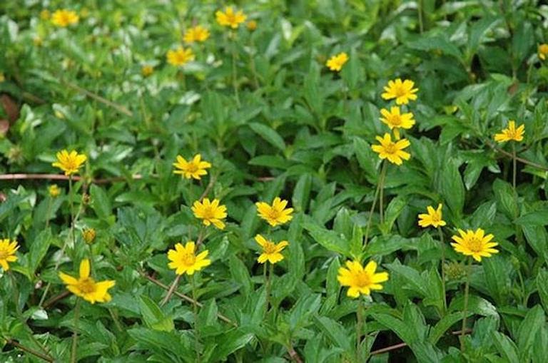 Cây sài đất tươi 1kg