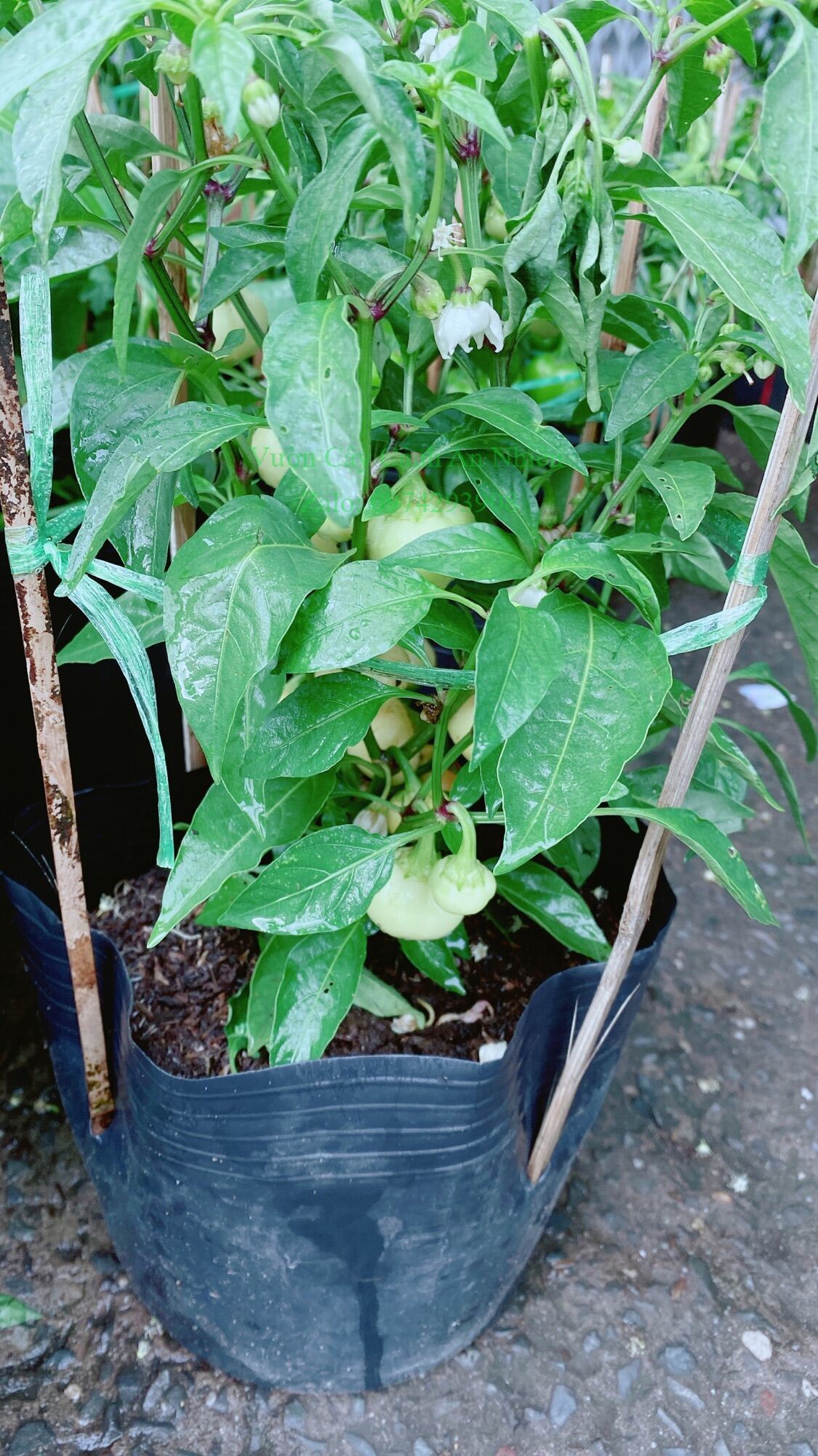 Cây Ớt Cà