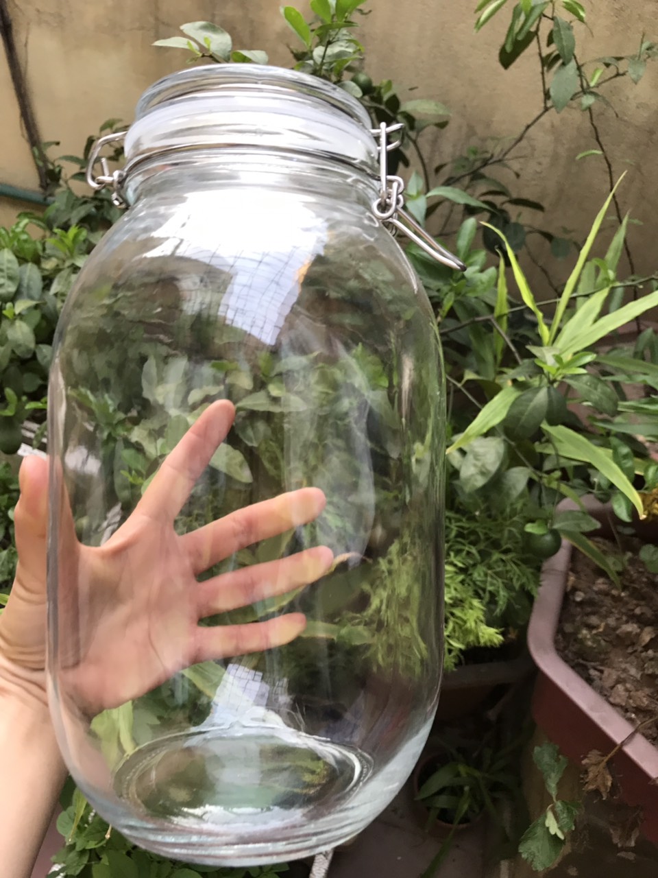 HŨ THỦY TINH NUÔI KOMBUCHA