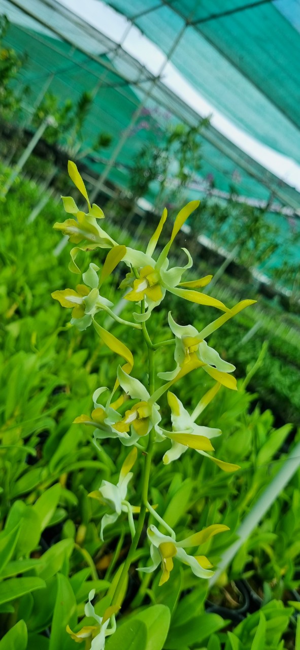 Denro Móng Rồng