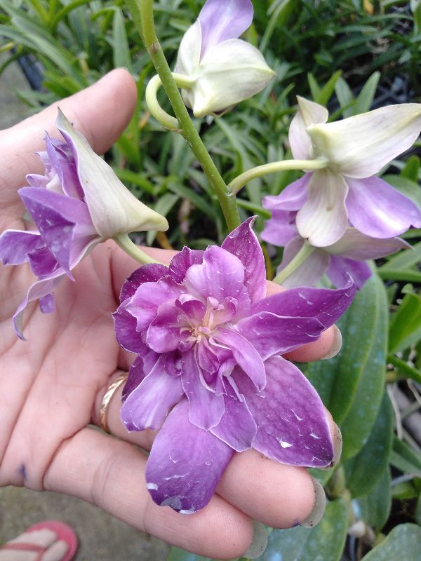 LAN HOA HỒNG CÂY GIỐNG