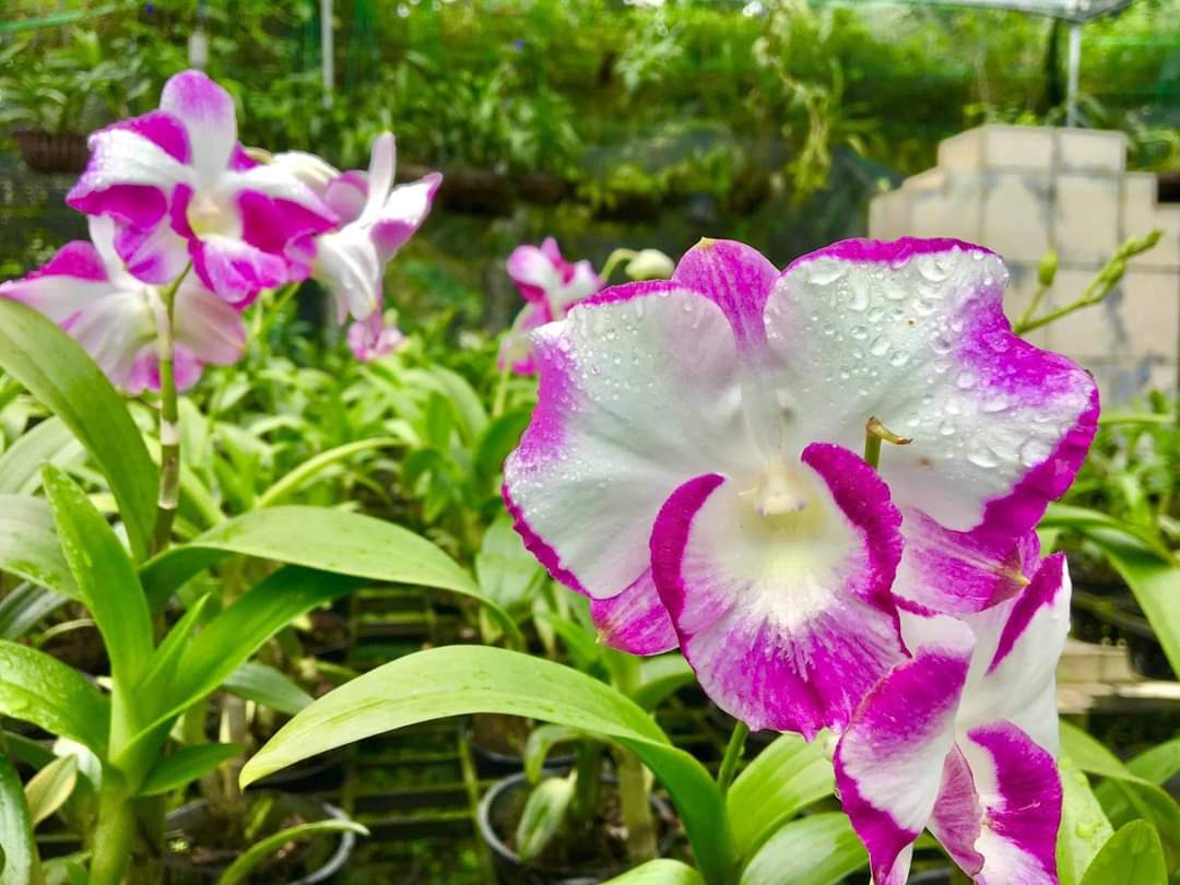 Den lai catt nữ hoàng