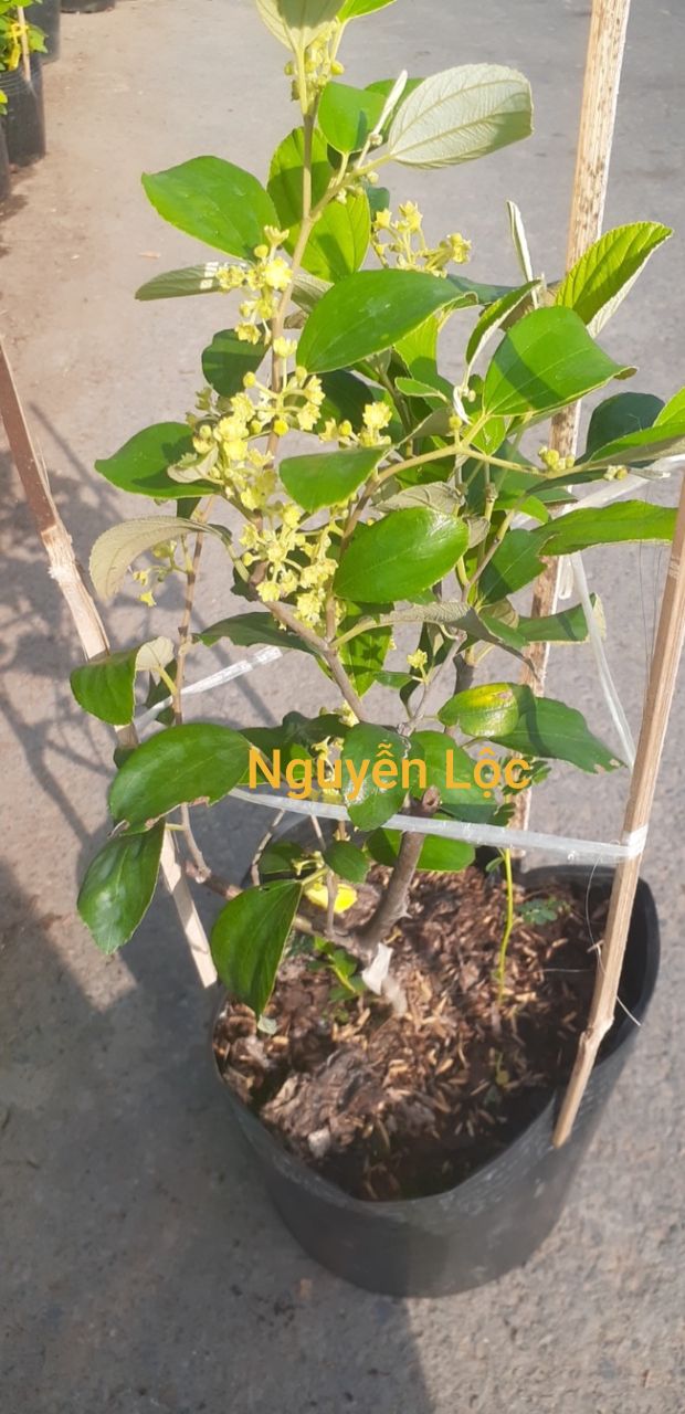 Cây táo thái đang hoa - trái con