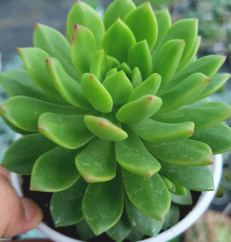 SEN ĐÁ MẶT TRỜI SIZE TRUNG BÌNH KHOẺ ĐẸP LỖI 1 ĐỔI 1
