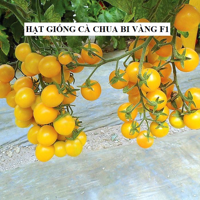 Hạt giống cà chua bi dây chùm siêu quả ( 30 hạt/gói )