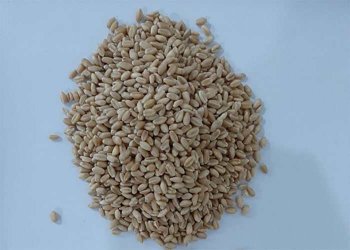 1KG HẠT GIỐNG CỎ LÚA MÌ ITALY hạt trắng