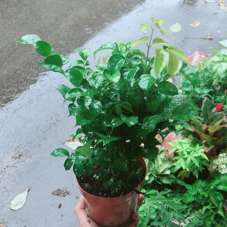 [HCM]Cây Hạnh Phúc