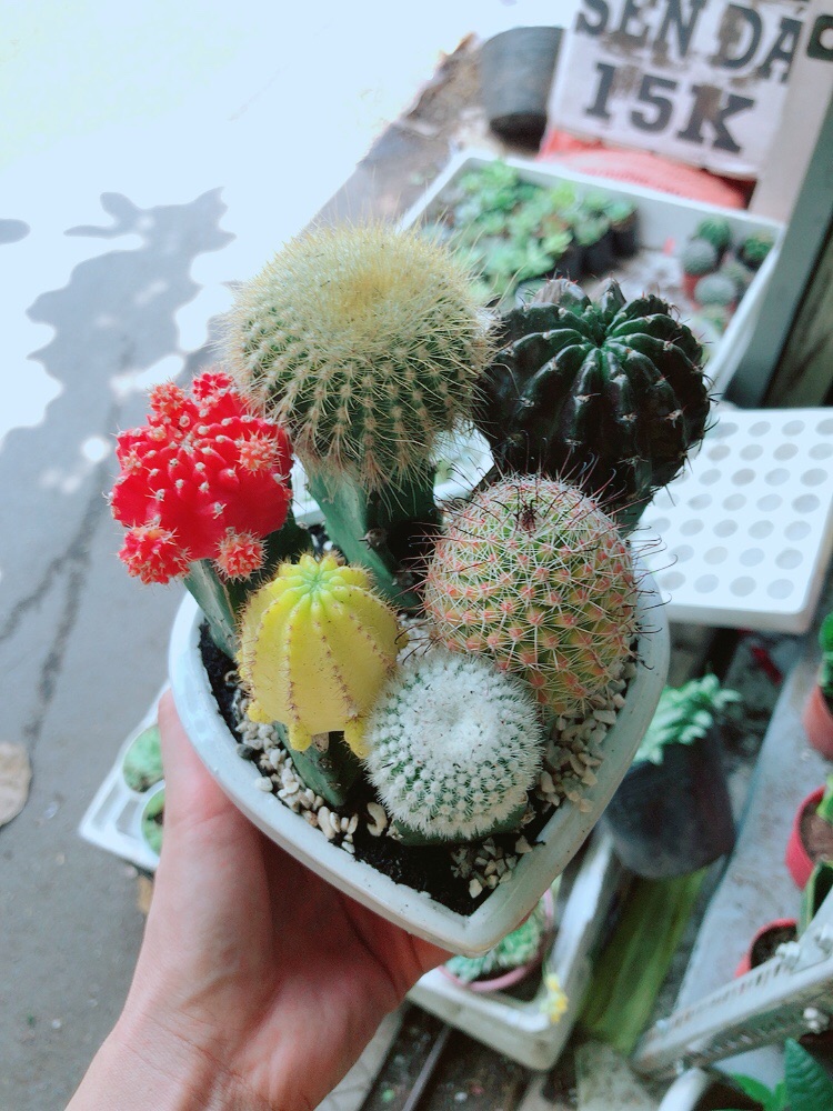 Chậu xương rồng mix đủ loại