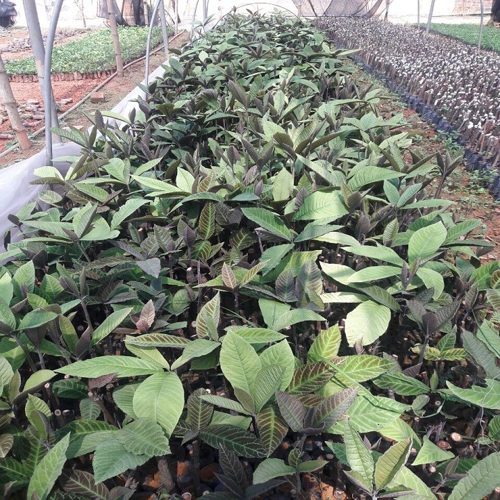 2 Cây giống khôi nhung tía - 809