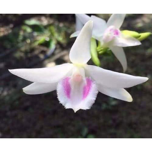 Phi Điệp 5Ct Phú Thọ 5Ct Rừng
