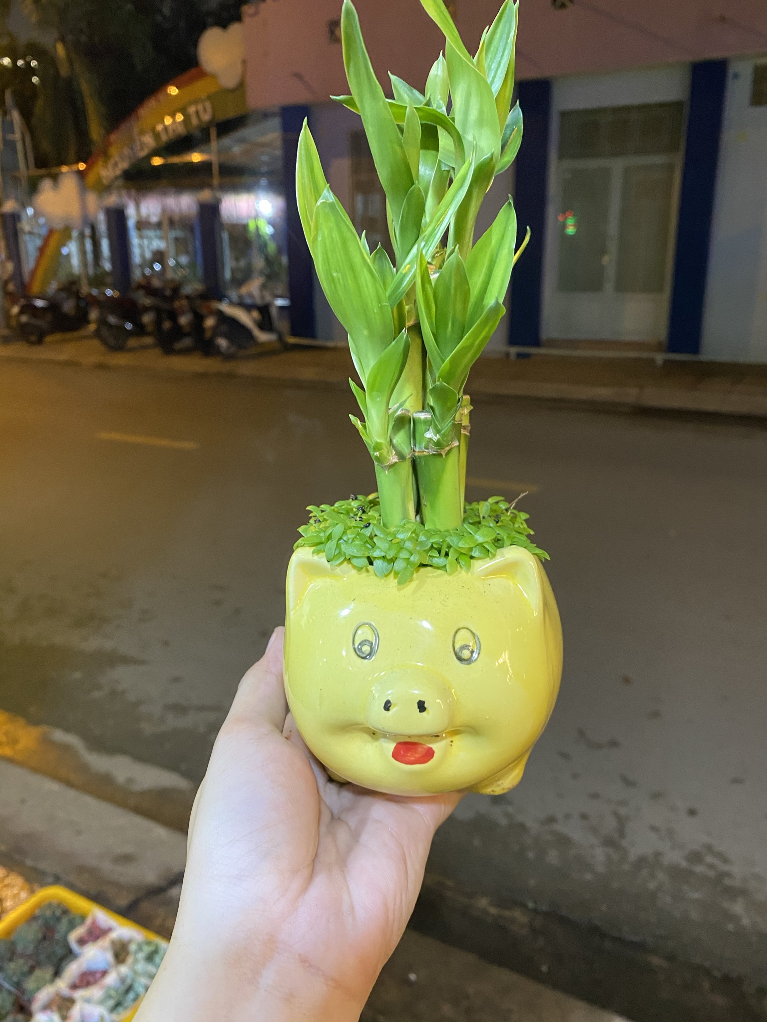[HCM]CHẬU CÂY PHONG THUỶ TRÚC PHÁT LỘC