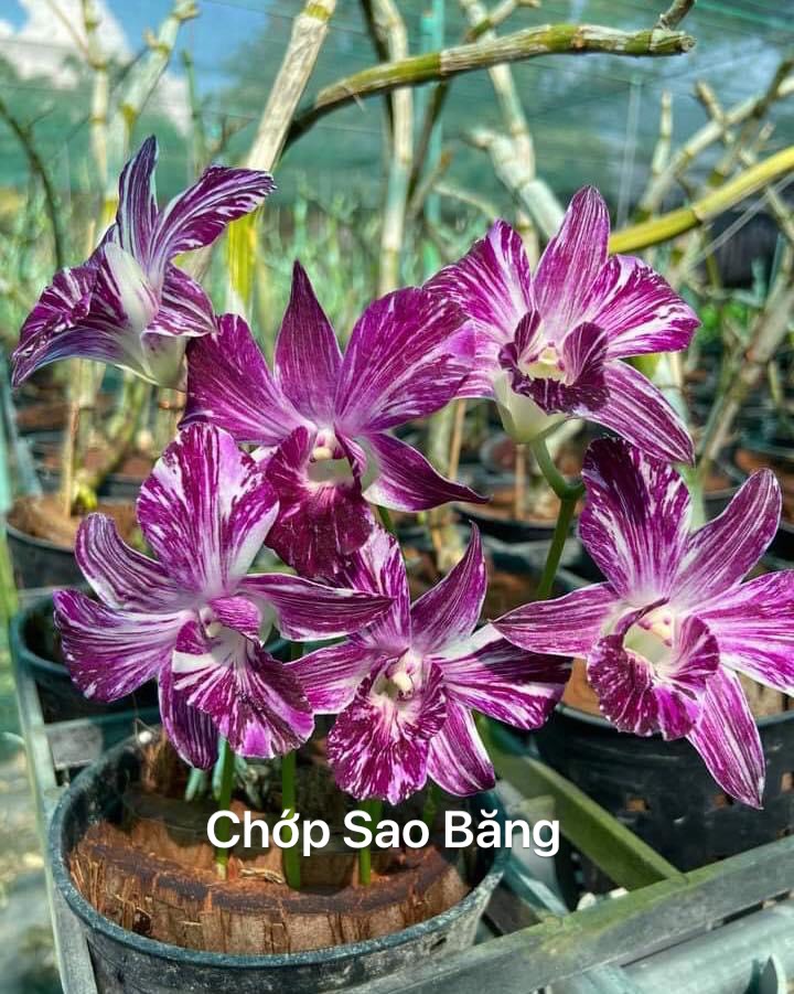 Chớp Sao Băng chuẩn chớp