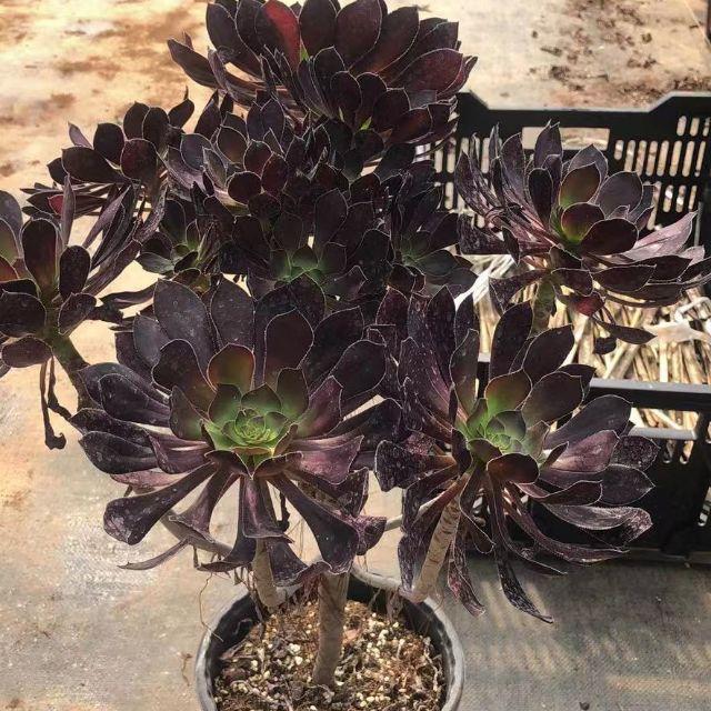 Sen Đá Cổ Thụ  Aeonium Đỏ