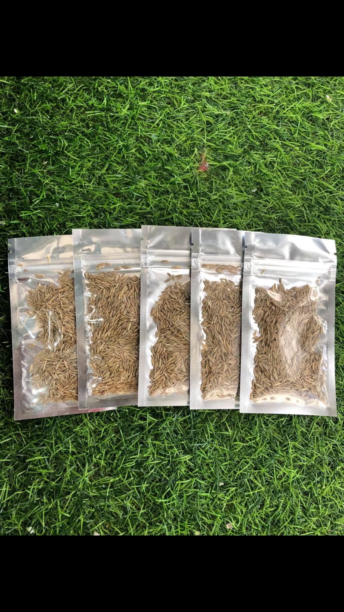 [HCM]Hạt Trân Châu Lá Lớn - hạt giống thủy sinh