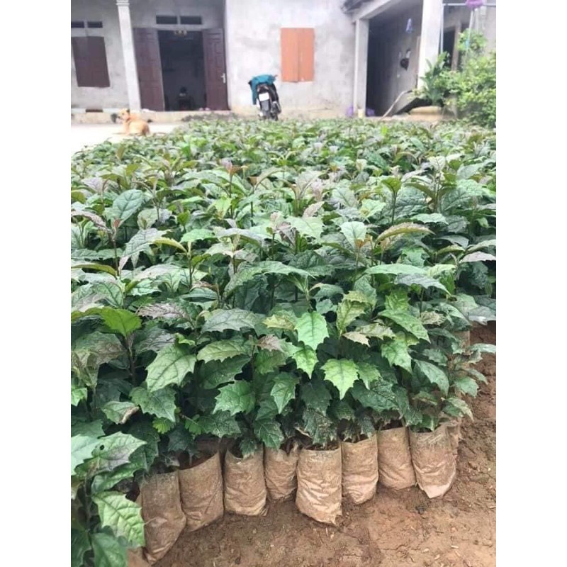 combo 5 cây xạ đen ( mua 5 cây tăng 1 cây )