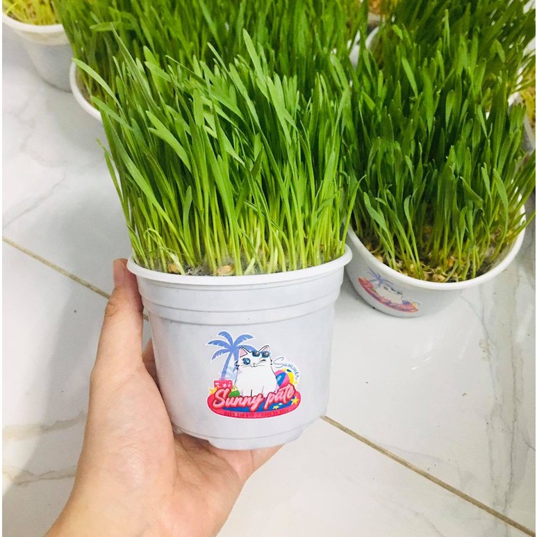 Hạt giống cỏ lúa mạch cho mèo 40g