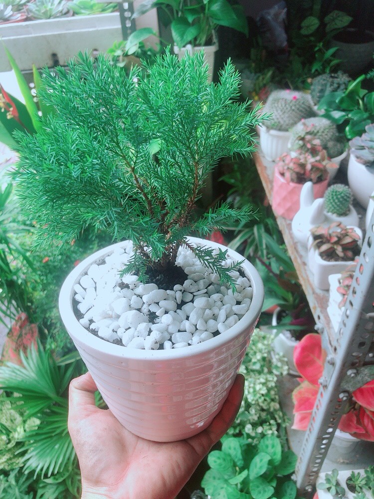 Chậu Tùng Bồng Lai