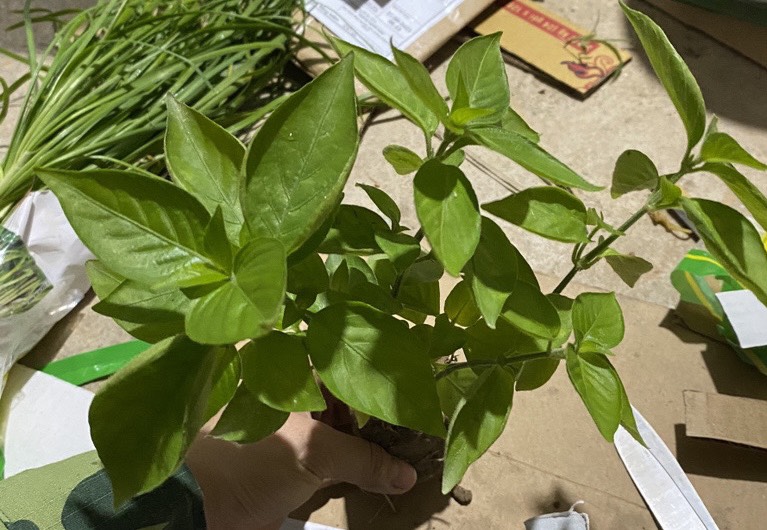 1kg Lá Cẩm Tím( giống chuẩn của người dân tộc, màu tím tươi )