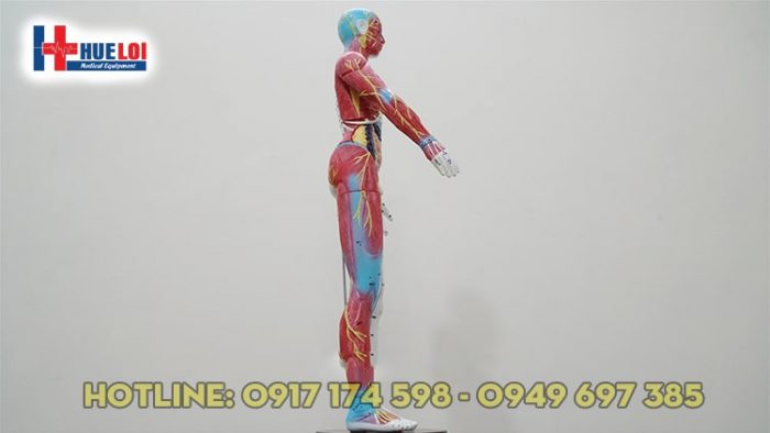 Mô hình huyệt vị kinh lạc người 65cm