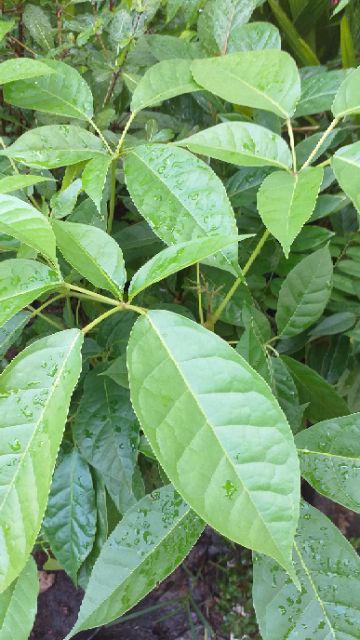 Cây kèn hồng cao 60-120cm.