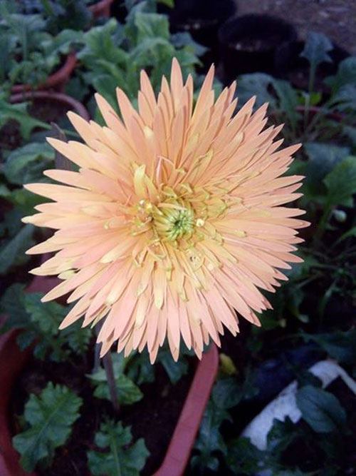 COMBO 10 CÂY GIỐNG HOA ĐỒNG TIỀN CỔ CÁNH KÉP