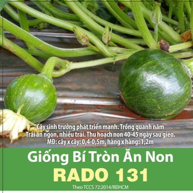 [Seeds] Hạt giống bí đỏ tròn ăn non RD131, đóng gói 5 hạt