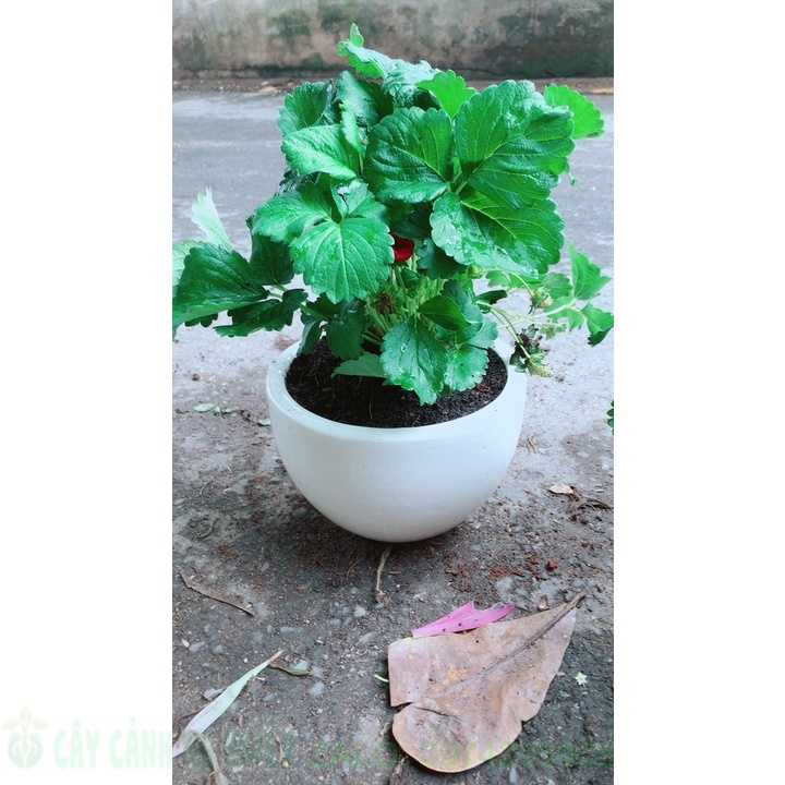 Chậu cây dâu tây