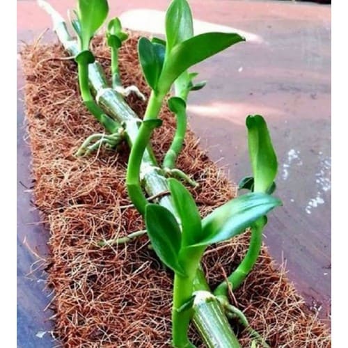 Rêu Rừng (NEWZITA) Giá Thể Trồng Phong Lan