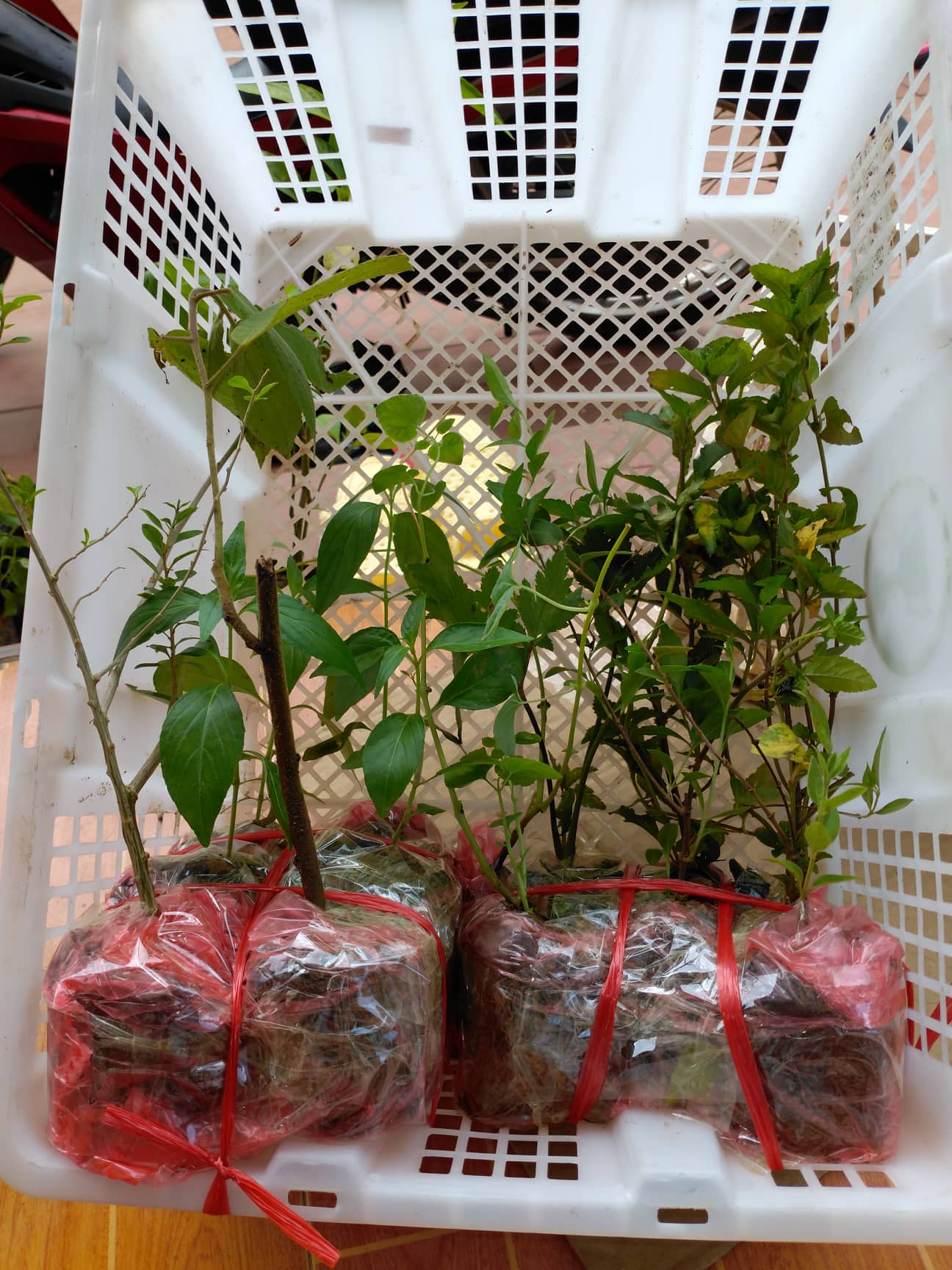 cây bạch đồng nữ 50k 2 cây