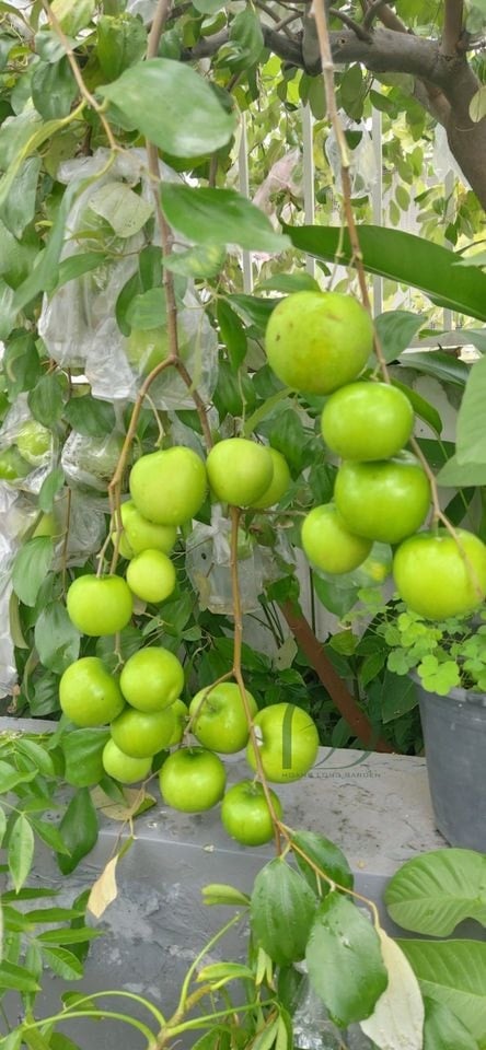 CÂY GIỐNG TÁO THÁI LAN SIÊU SỚM. [ GIỐNG CHUẨN ]