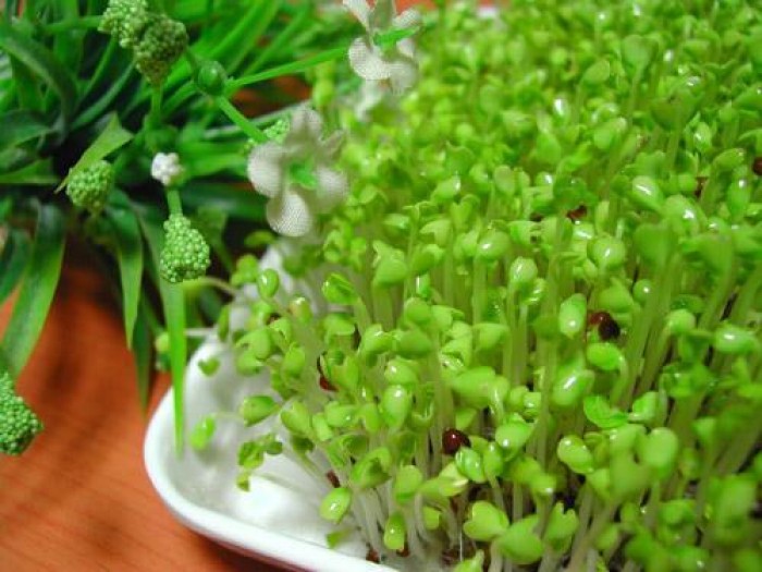 Hạt Giống Rau Mầm Lơ Xanh