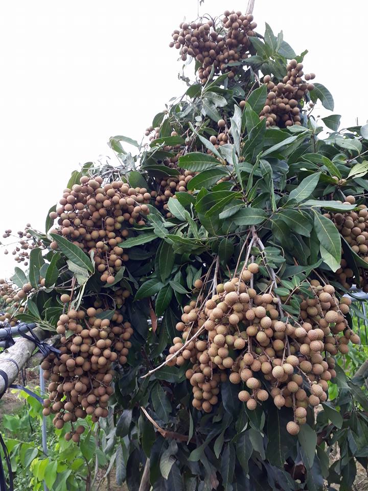 CÂY GIỐNG NHÃN LONG PHỤNG CHÂU. [ GIỐNG MỚI ] [ GHN EXPRESS ]