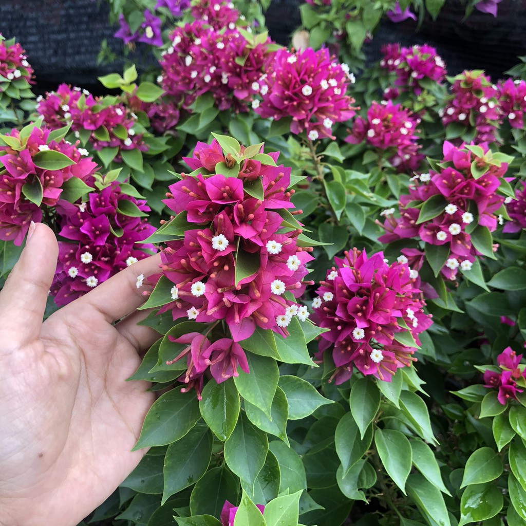 Cây bông giấy Mỹ siêng hoa - giao cây khỏe sắp hoa - Trang Flower