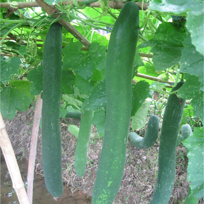 Hạt giống bí xanh dài ( bí sặt ) 1 gói 30 hạt