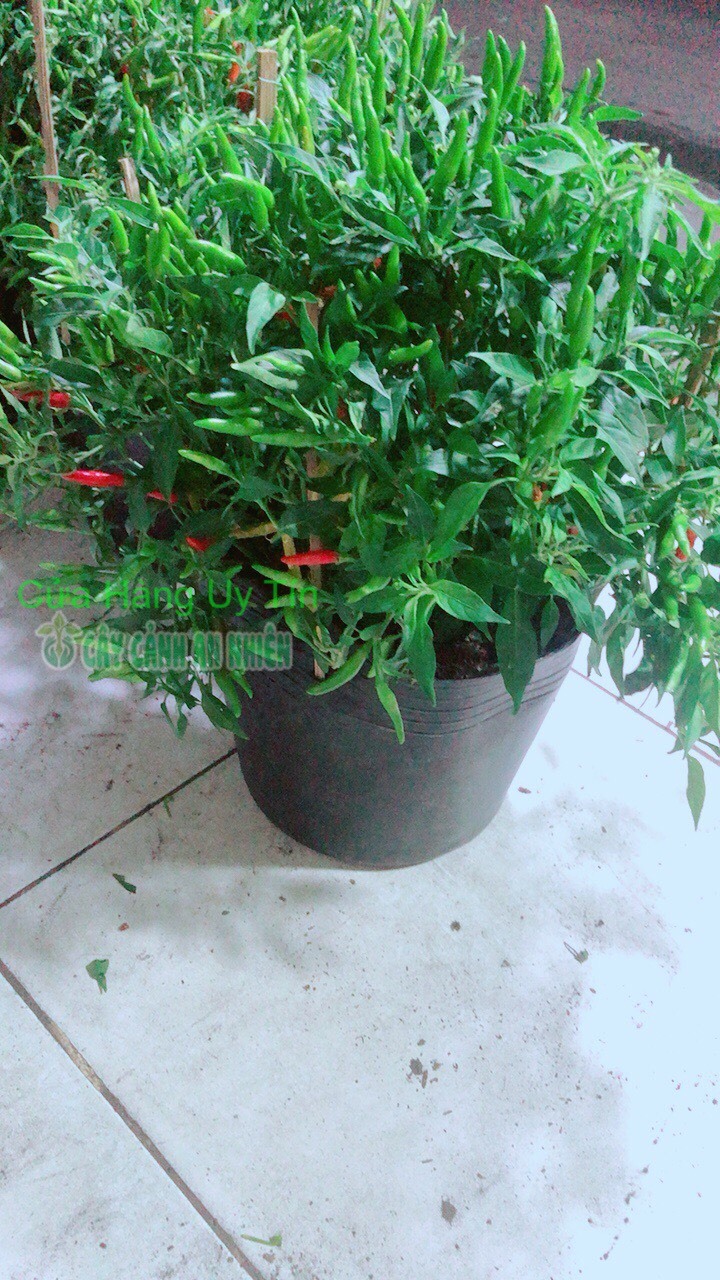 Bụi Ớt Hiểm Nhiều Trái