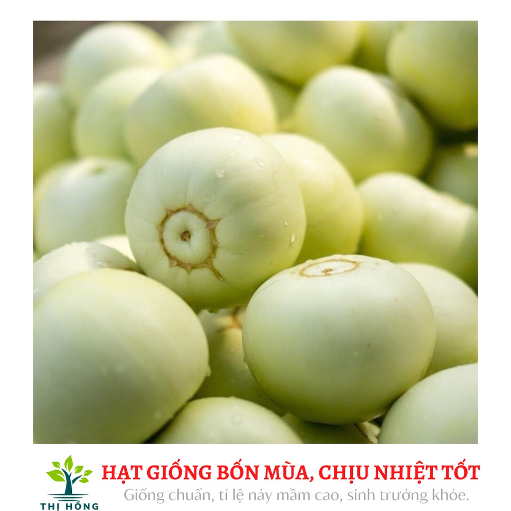 Hạt giống dưa lê siêu ngọt an đào 30 hạt (thịt quả dòn, đặc biệt rất thơm ngon)